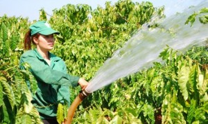 CN Cao su Chư Prông chăm sóc cà phê mùa nghỉ cạo.