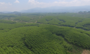 Vườn cây Công ty CPCS Sa Thầy. Ảnh: Nguyễn Cường.