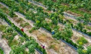 Tác phẩm “Thu hoạch trên vườn cây xen canh” của tác giả Bùi Việt Hưng đạt giải Nhất cuộc thi.
