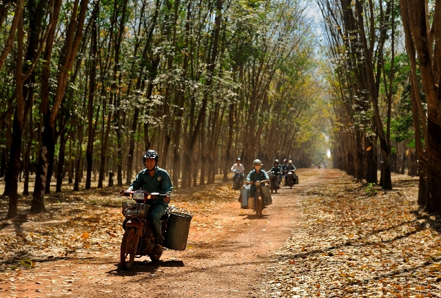 Vườn cây Tây Nguyên