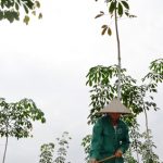 Vườn cao su tái canh sinh trưởng tốt, niềm tin đang trở lại với người trồng cao su ở Hà Giang. Ảnh: N.P