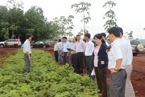 Các đại biểu tham quan vườn cây trồng thảm phủ Công ty CPCS Đồng Phú. Ảnh: Phan Thắng