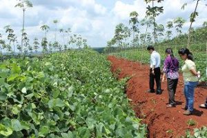 Các đại biểu tham quan mô hình trồng thảm phủ tại Công ty TNHH MTV Cao su Lộc Ninh. Ảnh: Phan Thắng