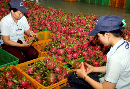 Không giải quyết tận gốc mối liên kết giữa 4 nhà (Nhà nước, nhà khoa học, nhà nông, nhà DN) thì điệp khúc “được mùa rớt giá” sẽ tiếp tục diễn ra và người chịu thiệt hại nhất vẫn là nông dân
