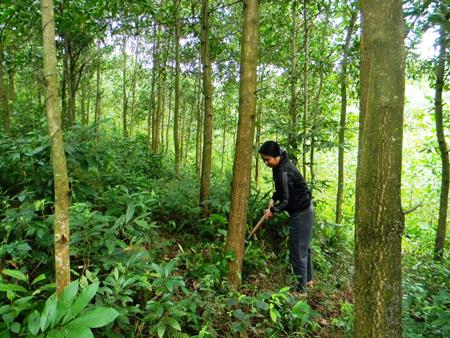 Trồng cây keo lai mang lại giá trị kinh tế cao