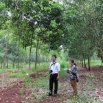 Trồng xen cây lâm nghiệp trên vườn cao su tái canh 2015