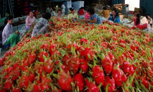 Liên kết giữa doanh nghiệp và nông dân để không xảy ra "bi kịch"
cho nông sản như việc thanh long ùn ứ tại cửa khẩu thời gian qua