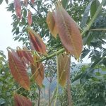 Hà Giang: Chưa ghi nhận ảnh hưởng của rét đến cây cao su