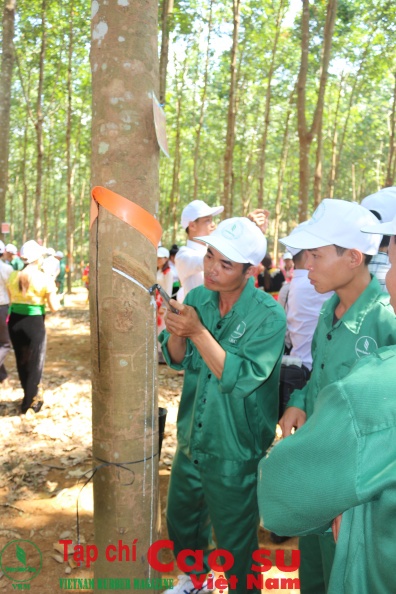 Công nhân Công ty CPCS Lai Châu mở miệng cạo.