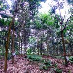 Công ty CPCS Hà Giang chủ động phòng chống rét cho vườn cây