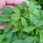 Sẽ trồng thử nghiệm 100 ha cỏ Alfalfa xen cao su