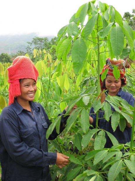 Nữ công nhân dân tộc Thái trên vườn cao su Tây Bắc