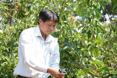 Anh Đỗ Minh Tiến kiểm tra hệ thống tưới nhỏ giọt tại trang trại chanh dây