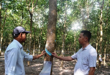 : Cán bộ kỹ thuật Công ty CPCS Bà Rịa – Kampong Thom kiểm tra vườn cây khai thác. Ảnh: P.L