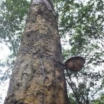 Thăm vườn cây cao su 111 tuổi