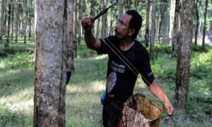 Một nông dân đang cạo mủ cao su tại tỉnh Bắc Sumatra, Indonesia. Nguồn: Maskur Has/SOPA Images/LightRocket/Getty Images.