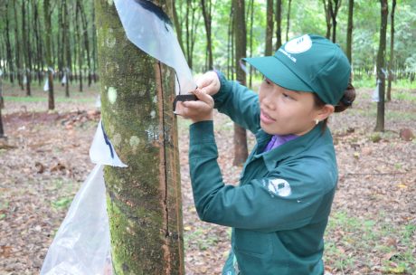 Nguyễn Thị Thùy Linh đang khai thác mủ trên vườn cây.