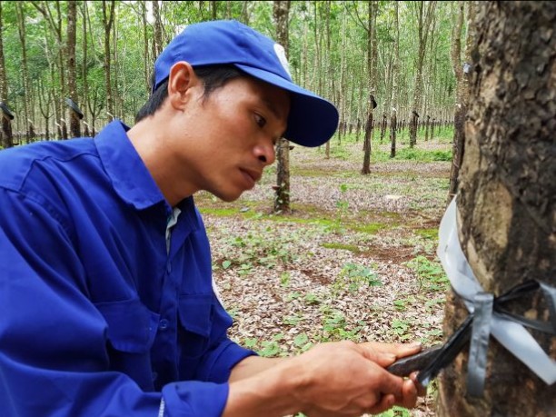 Nguyễn Văn Quý luôn chăm sóc cây cao su kỹ lưỡng, cẩn thận.                                                                                                      