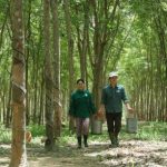 Yêu cầu thực tế quản lý rừng cao su bền vững