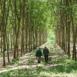Phê duyệt Đề án Quản lý rừng bền vững và Chứng chỉ rừng