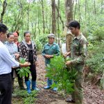 Cao su Lai Châu: Bệnh phấn trắng ảnh hưởng vườn cây