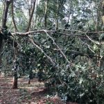Cao su Ea H'leo: Gần  15.000 cây cao su gãy, đổ do bão