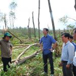 Cao su miền Trung: Thiệt hại nặng sau bão số 9