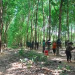 Cao su Sa Thầy xây dựng 6 giải pháp để khai thác vườn cây bền vững