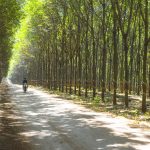 Nông trường Bachiang IV: Năng suất vườn cây dẫn đầu Cao su Việt Lào