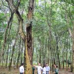 125 năm cây cao su ở Việt Nam: Thời kỳ phát triển và các bước thăng trầm
