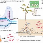 Nghiên cứu khoa học đột phá về độc tố Cassiicolin gây ra bệnh rụng lá Corynespora trên cây cao su