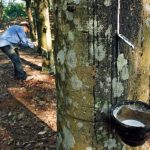 Malaysia: 100.000 ha cao su bị bỏ hoang