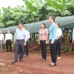 Lãnh đạo huyện Hớn Quản (Bình Phước) thăm dự án trồng chuối già Nam Mỹ của Cao su Bình Long