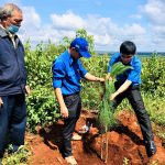Đoàn Thanh niên Cao su Mang Yang ra quân trồng 400 cây xanh