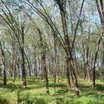 Michelin hiện là chủ sở hữu duy nhất của dự án trồng rừng bền vững ở Indonesia