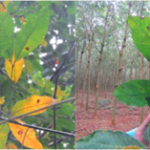 Nhiều biện pháp phòng trị bệnh rụng lá đốm tròn trên vườn cây cao su