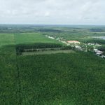 Sản xuất cao su thiên nhiên tại Việt Nam trước thách thức phát triển bền vững