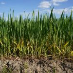 “Nông nghiệp tái tạo” - biện pháp khôi phục và duy trì sức khỏe của đất, góp phần giảm thiểu biến đổ...