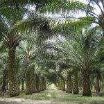 Các hộ tiểu điền Malaysia kêu gọi EU xem xét lại luật chống phá rừng EUDR