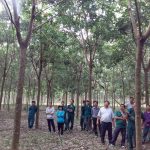Cao su Đồng Phú nâng cao chất và lượng nhờ áp dụng các tiến bộ khoa học kỹ thuật trên vườn cây