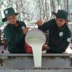 Cao su Việt Lào: phối hợp chặt chẽ với Viện Nghiên cứu CSVN để phát triển bền vững