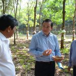 Ông Lê Thanh Tú – Phó TGĐ VRG: Khuyến khích trồng xen ở những nơi có cao trình cao