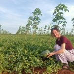Nông trường Long Bình, Cao su Phú Riềng: trồng xen - lợi ích kép