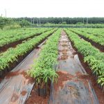 Viện Nghiên cứu Cao su Việt Nam: Nâng cao hiệu quả, chất lượng trong nghiên cứu phát triển cây giống
