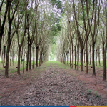 Thái Lan: Khuyến khích nông dân trồng cao su sử dụng tín dụng carbon để tạo thu nhập