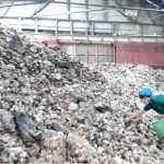 Indonesia: Nhà máy cao su ngưng hoạt động do chuyển đổi đất đai