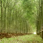 Công ty CPCS Bà Rịa: Thực hiện tốt phương án quản lý rừng bền vững