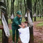 Nông trường Quản Lợi, Cao su Bình Long: Tiên phong thực hiện quản lý rừng bền vững