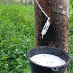 Ấn Độ đưa dừa, cao su vào bảo hiểm cây trồng