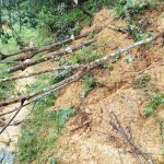 Cao su Nghệ An: Hơn 8.500 cây cao su ảnh hưởng nặng do mưa lũ